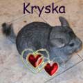Аватар для Krysa