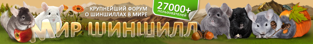 купить шиншиллу, уход и содержание, фото , цена шиншиллы